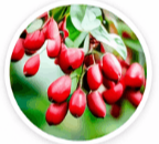HoneyBurn-Berberine Extract