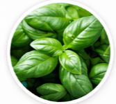 HoneyBurn-Holy Basil & Olive Leaves